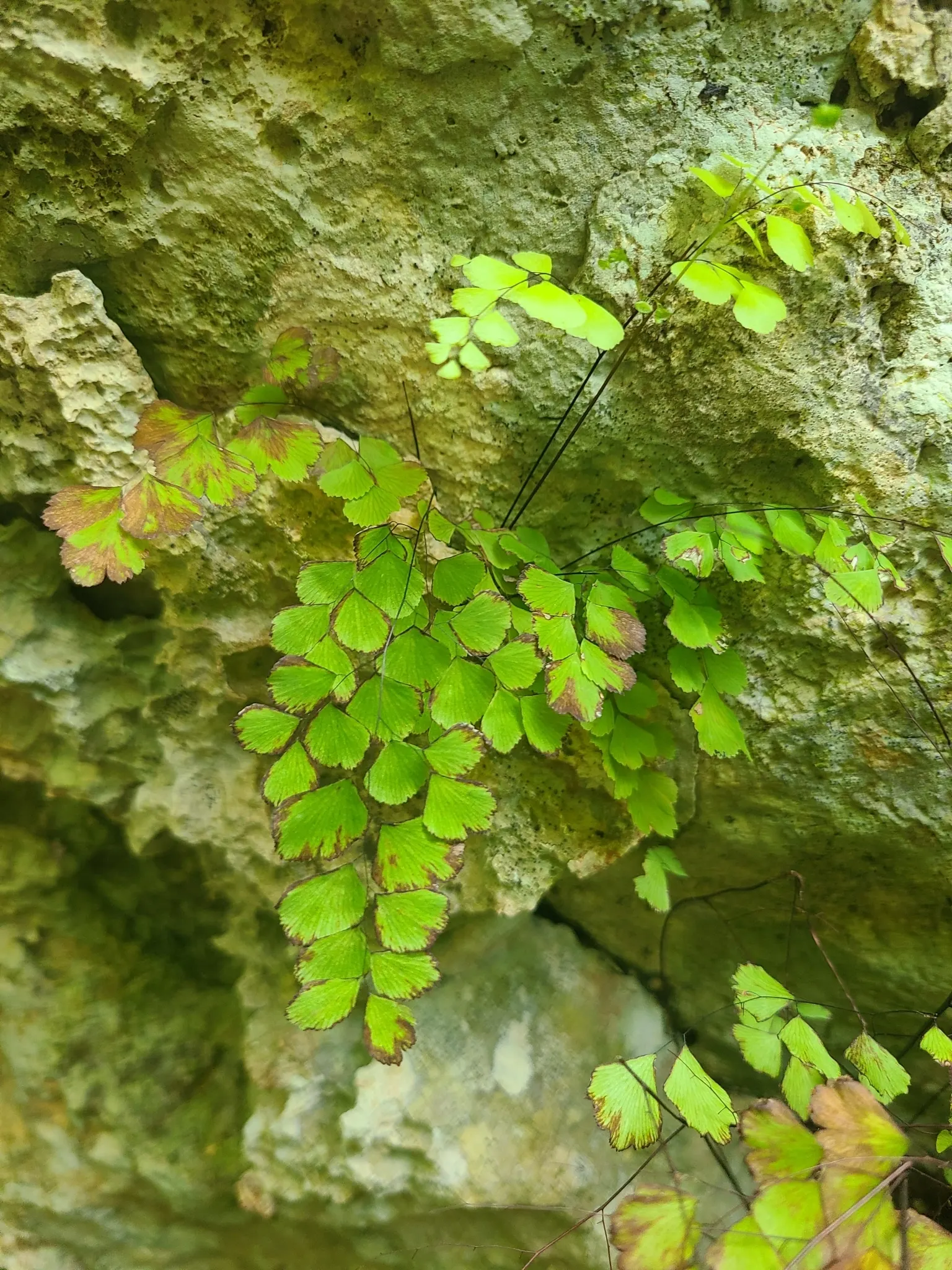 Maidenhair Fern (Adiantum Capillus-Veneris) — mimicking its natural habitat; maidenhair Ferns require protection from harsh