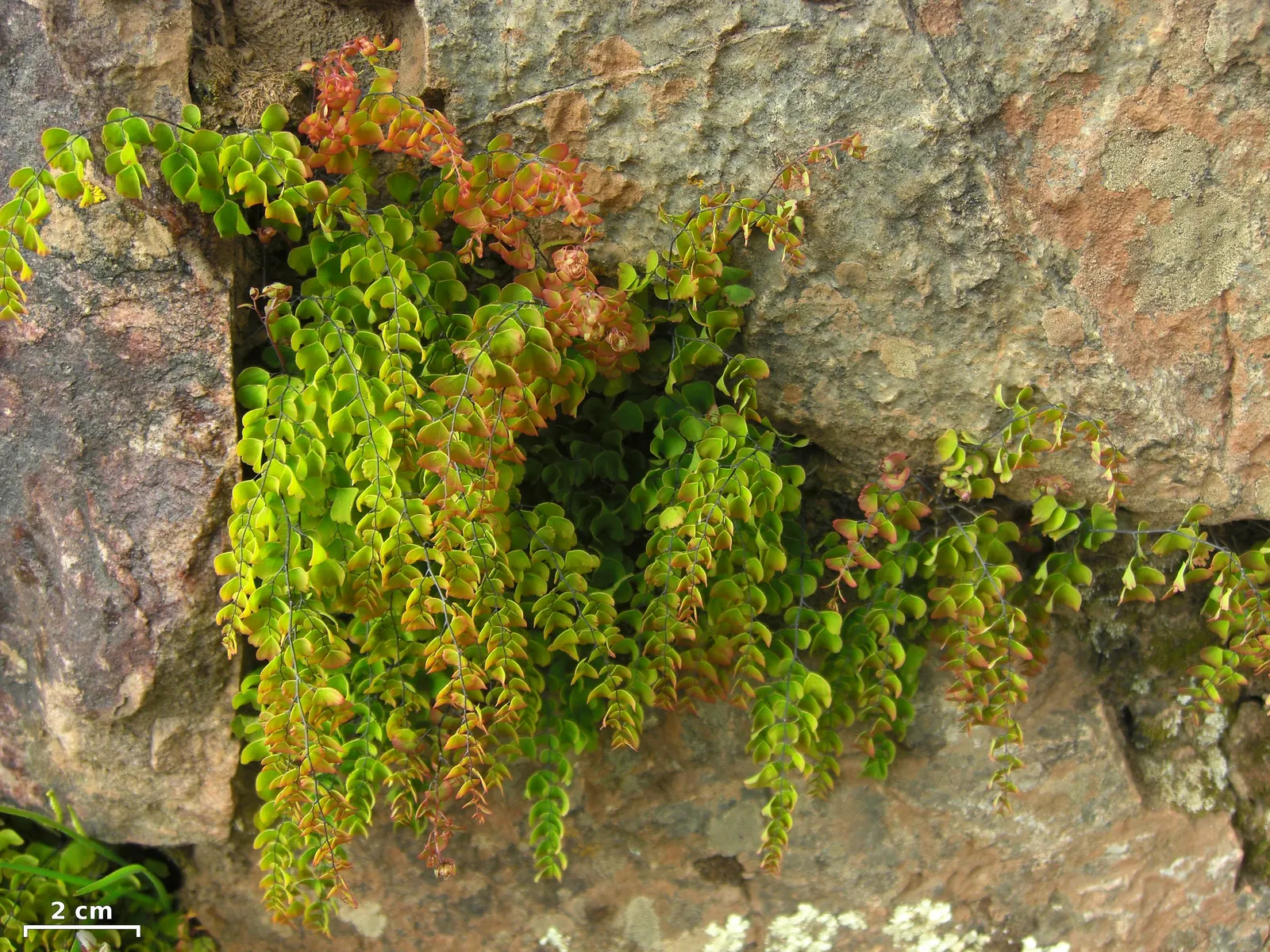 Maidenhair Fern (Adiantum Capillus-Veneris) — Thriving in USDA zones 3-11, it prefers indirect light and moist, well-drained soil; recognizable by, image 53