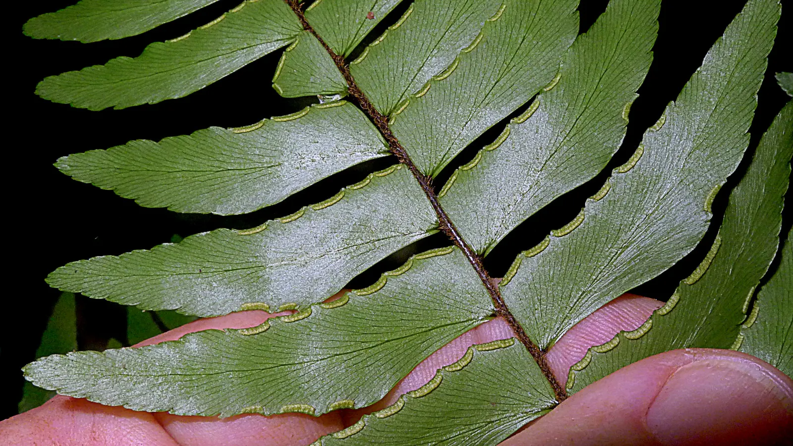 Maidenhair Fern (Adiantum Capillus-Veneris) — Its ethereal texture provides a stunning contrast against coarser foliage; this fern can reach a, image 67