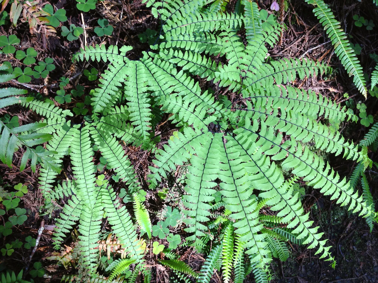 Maidenhair Fern (Adiantum Capillus-Veneris) — this perennial favors the dappled light of a woodland setting