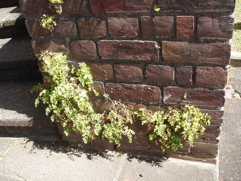 Maidenhair Fern (Adiantum Capillus-Veneris) — Its wiry, black stalks suggest a fine hair-like appearance, inspiring its name; commonly known as the, image 52