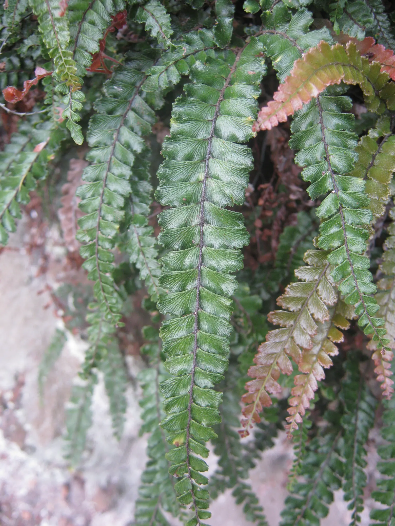 Maidenhair Fern (Adiantum Capillus-Veneris) — making it an ideal choice for shaded rock gardens; direct sunlight and strong winds that can easily damage their
