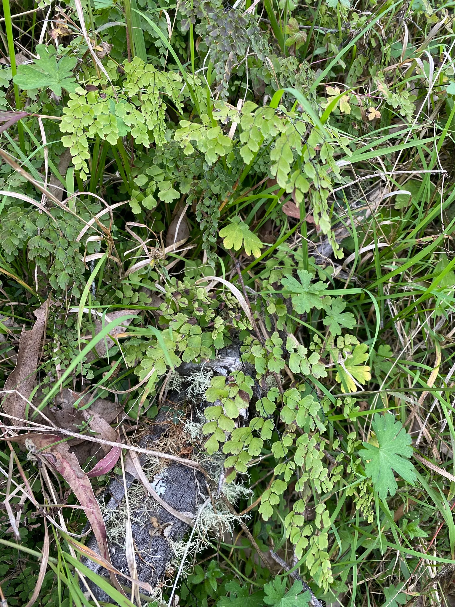 Maidenhair Fern (Adiantum Capillus-Veneris) — Maidenhair Ferns require protection from harsh