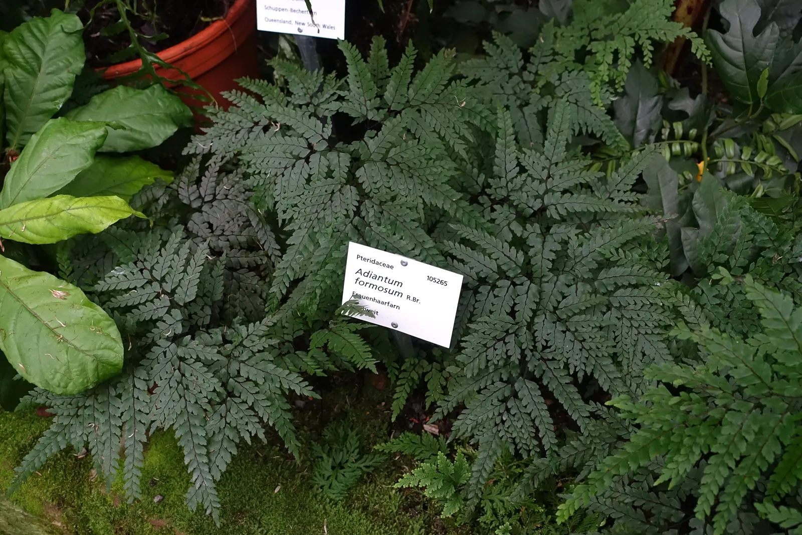 Maidenhair Fern (Adiantum Capillus-Veneris) — is a delicate yet enchanting species that brings an air of elegance and sophistication to any garden space