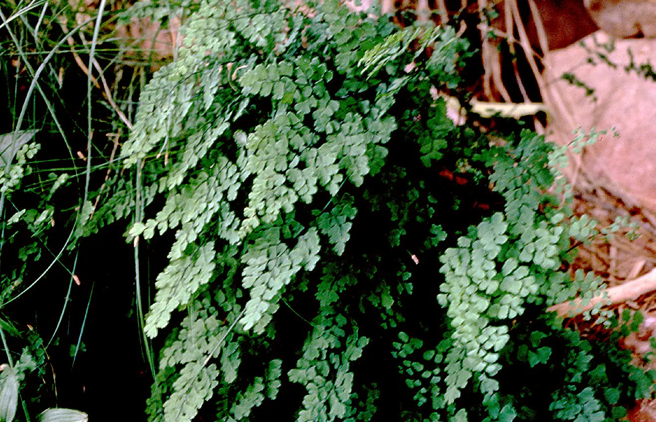 Maidenhair Fern (Adiantum Capillus-Veneris) — mimicking its natural habitat; maidenhair Ferns require protection from harsh, image 61