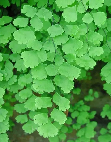Maidenhair Fern (Adiantum Capillus-Veneris) — It thrives in consistently moist, well-drained soil with a slightly acidic to neutral pH