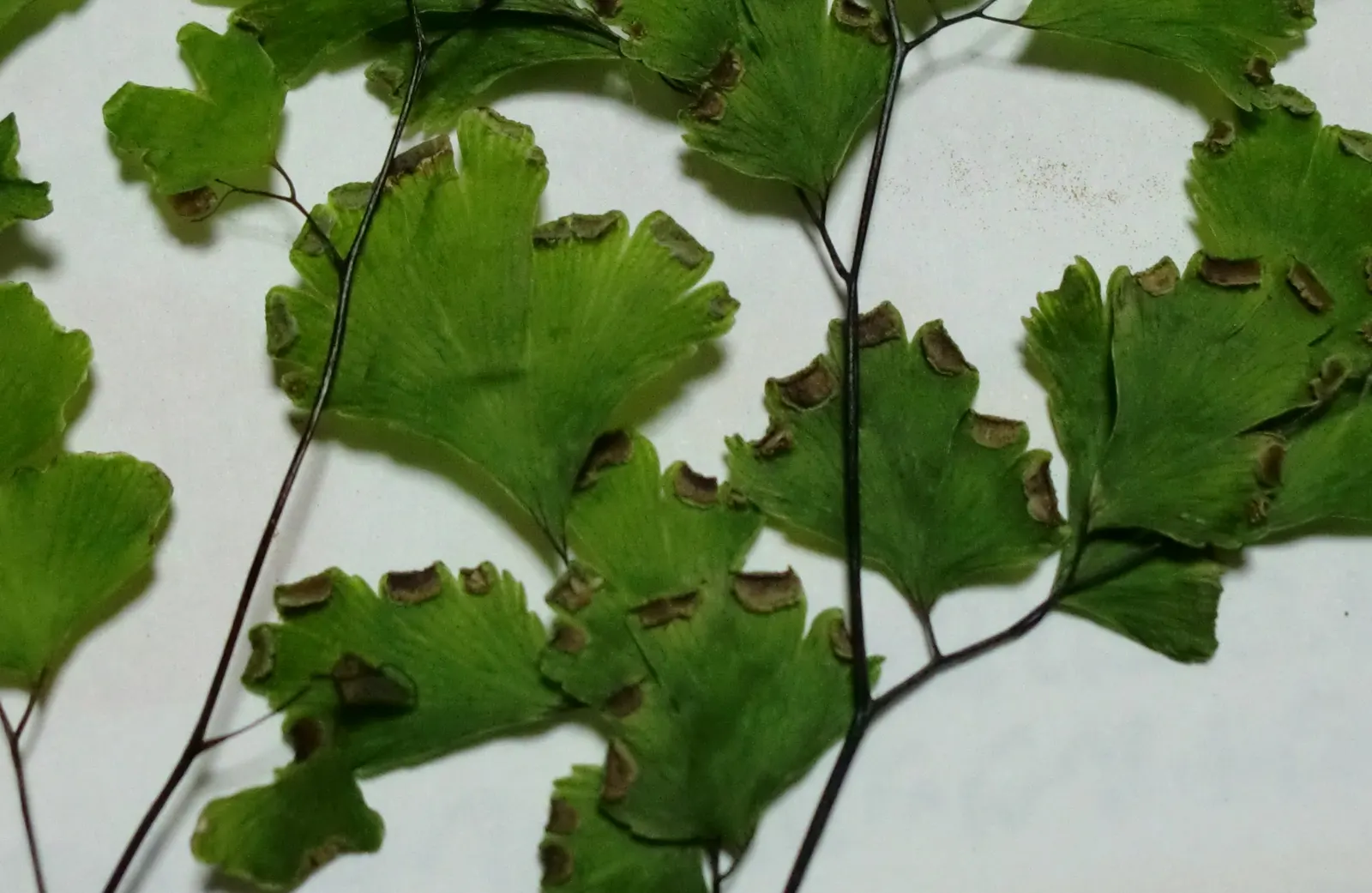 Maidenhair Fern (Adiantum Capillus-Veneris) — Thriving in USDA zones 3-11, it prefers indirect light and moist, well-drained soil