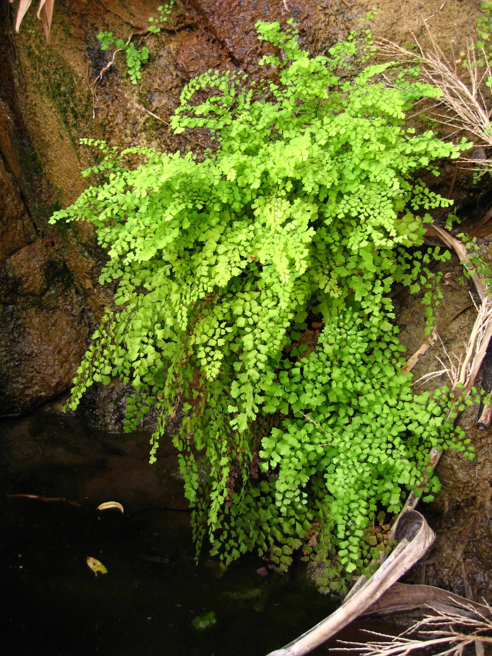 Maidenhair Fern (Adiantum Capillus-Veneris) — commonly known as the Maidenhair Fern; its wiry, black stalks suggest a fine hair-like appearance, inspiring its