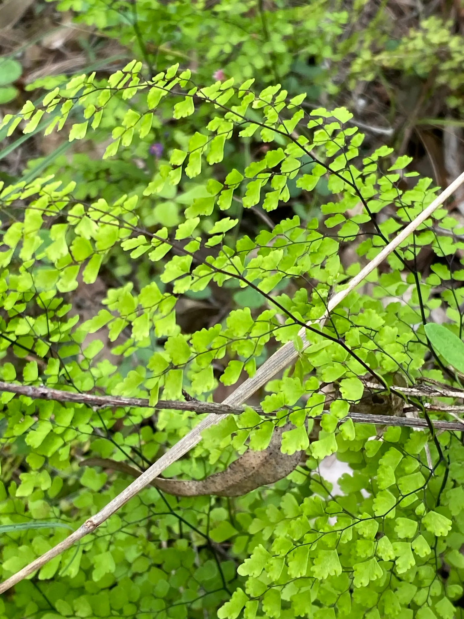 Maidenhair Fern (Adiantum Capillus-Veneris) — making it an ideal choice for shaded rock gardens