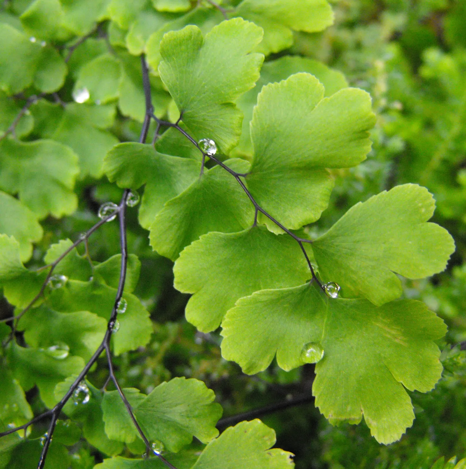 Maidenhair Fern (Adiantum Capillus-Veneris) — light green fronds that typically reach up to 18 inches in height; consider it as an underplanting for larger