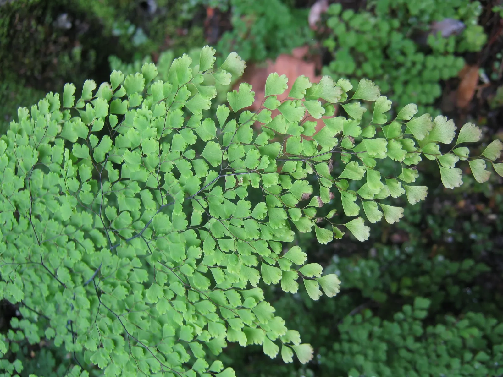 Maidenhair Fern (Adiantum Capillus-Veneris) — or as a graceful accent in a mixed fern garden; fern / ground cover for deep shade or half or shade
