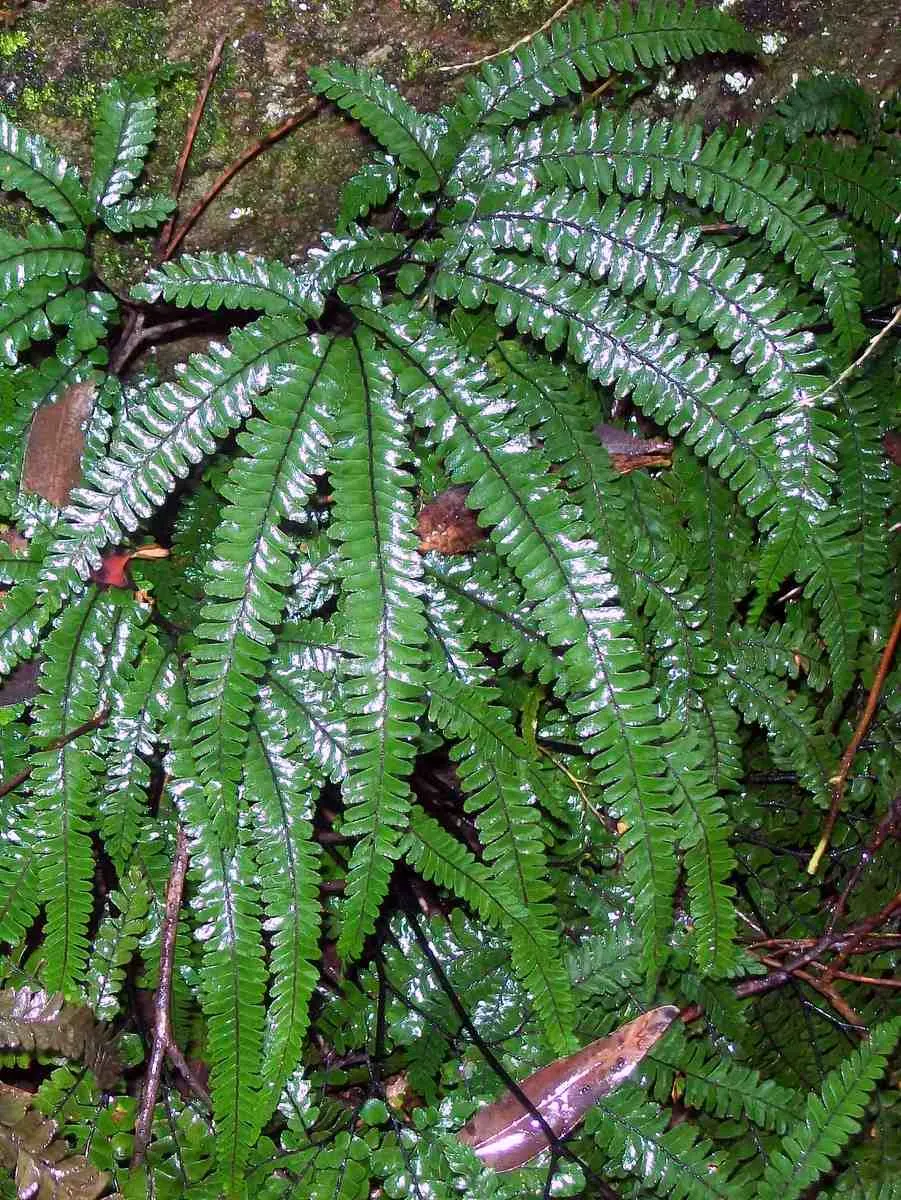 Maidenhair Fern (Adiantum Capillus-Veneris) — It thrives in consistently moist, well-drained soil with a slightly acidic to neutral pH; making it a