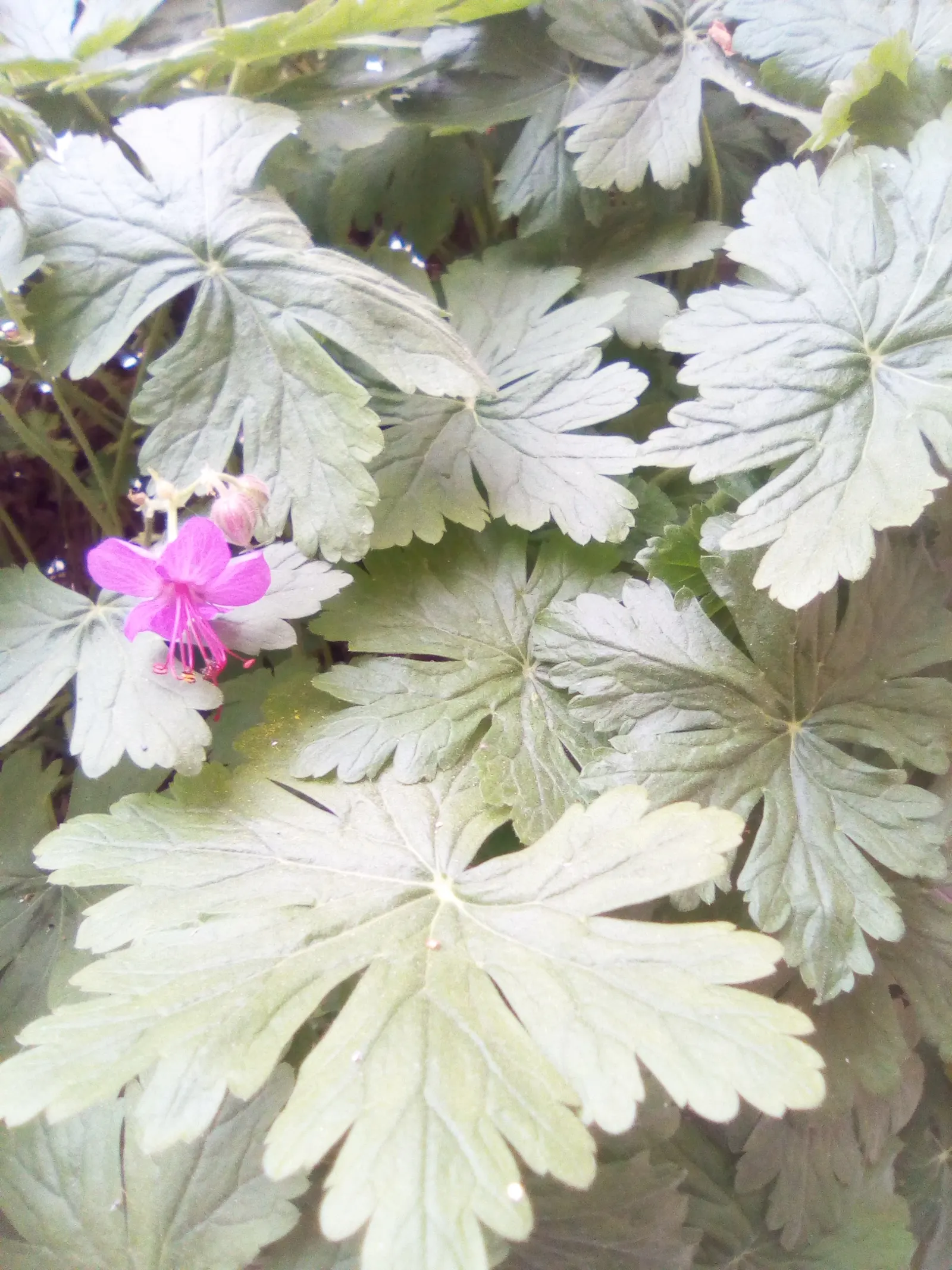 Bevan's Variety Geranium (Geranium Macrorrhizum 'Bevan's Variety') — Hardy in zones 4-8, it thrives in partial to full sun and well-drained soil; ground cover
