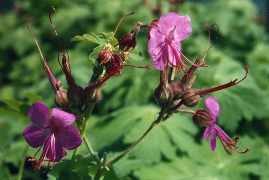 Bevan's Variety Geranium (Geranium Macrorrhizum 'Bevan's Variety') — creating a striking visual against the slightly hairy; it typically reaches, image 64