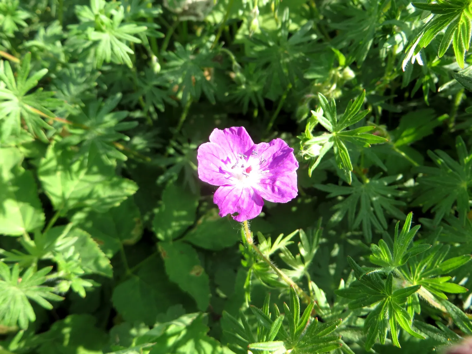 Bevan's Variety Geranium (Geranium Macrorrhizum 'Bevan's Variety') — the Bevan's Variety can effectively suppress weeds due to its spreading habit; this