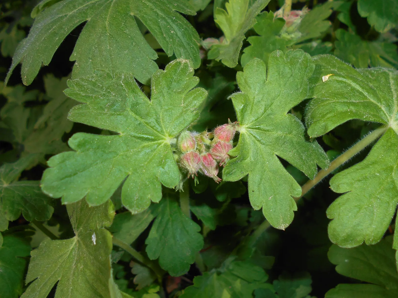 Bevan's Variety Geranium (Geranium Macrorrhizum 'Bevan's Variety') — the Bevan's Variety showcases its vibrant magenta-pink flowers; attracting pollinators