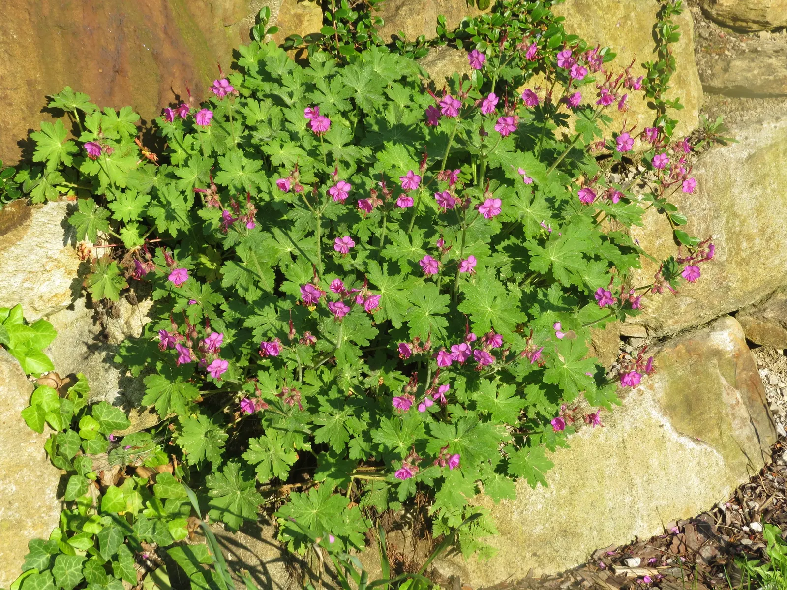 Bevan's Variety Geranium (Geranium Macrorrhizum 'Bevan's Variety') — the Bevan's Variety can effectively suppress weeds due to its spreading habit, image 72