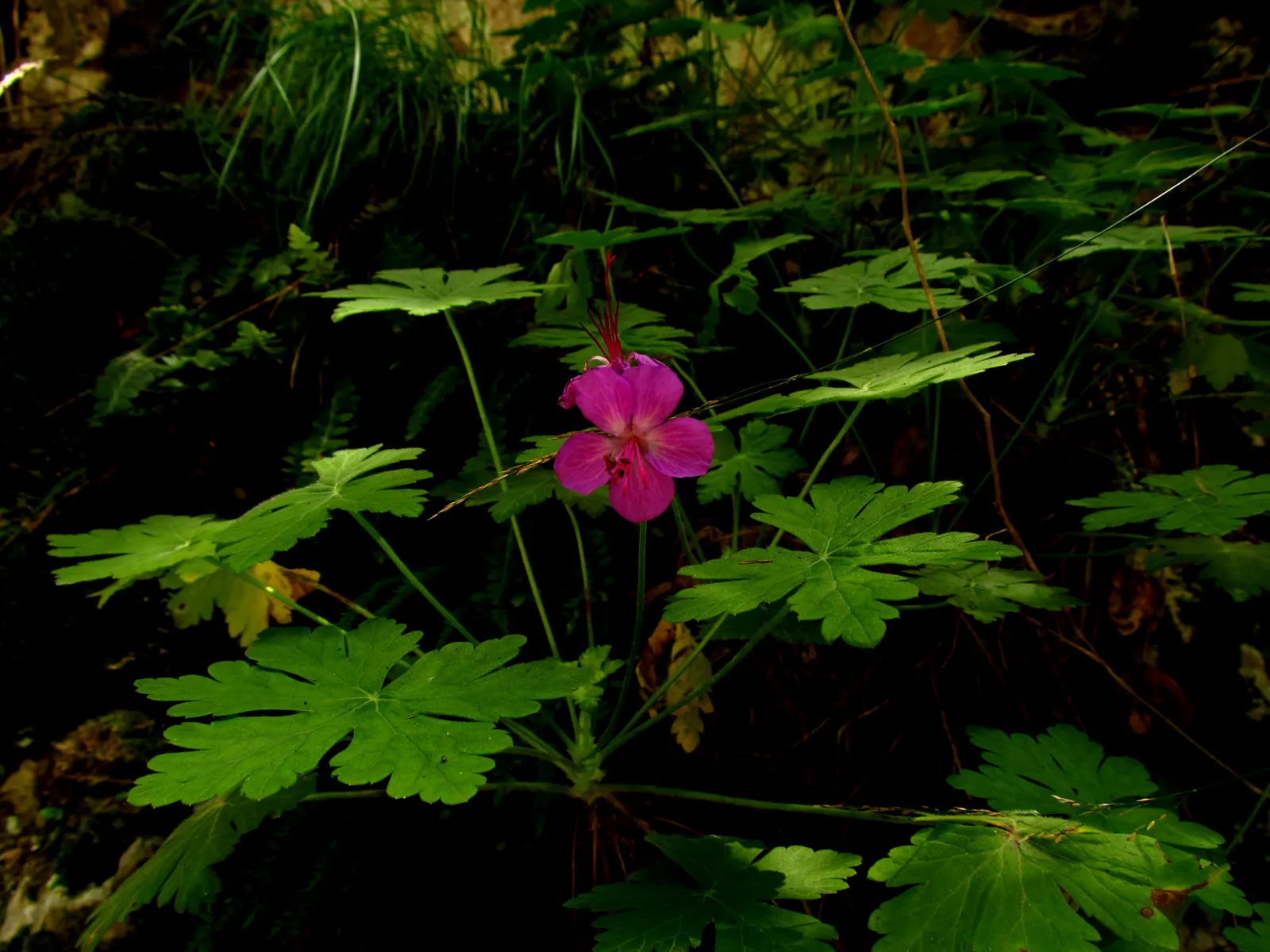 Bevan's Variety Geranium (Geranium Macrorrhizum 'Bevan's Variety') — creating a striking visual against the slightly hairy