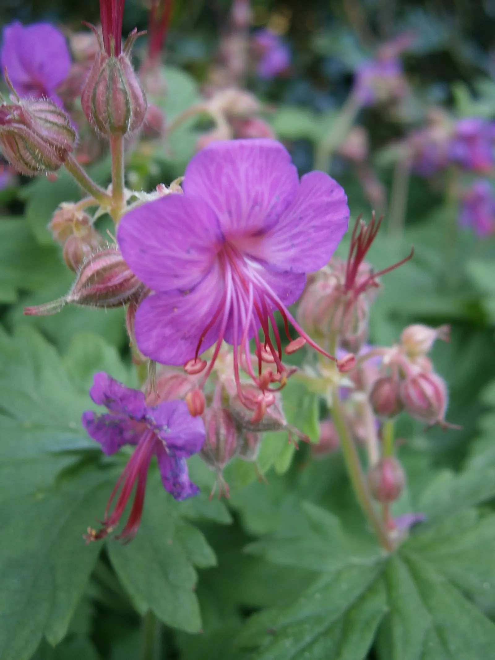 Bevan's Variety Geranium (Geranium Macrorrhizum 'Bevan's Variety') — offering great aesthetic and functional value to any outdoor space; with a bloom span of
