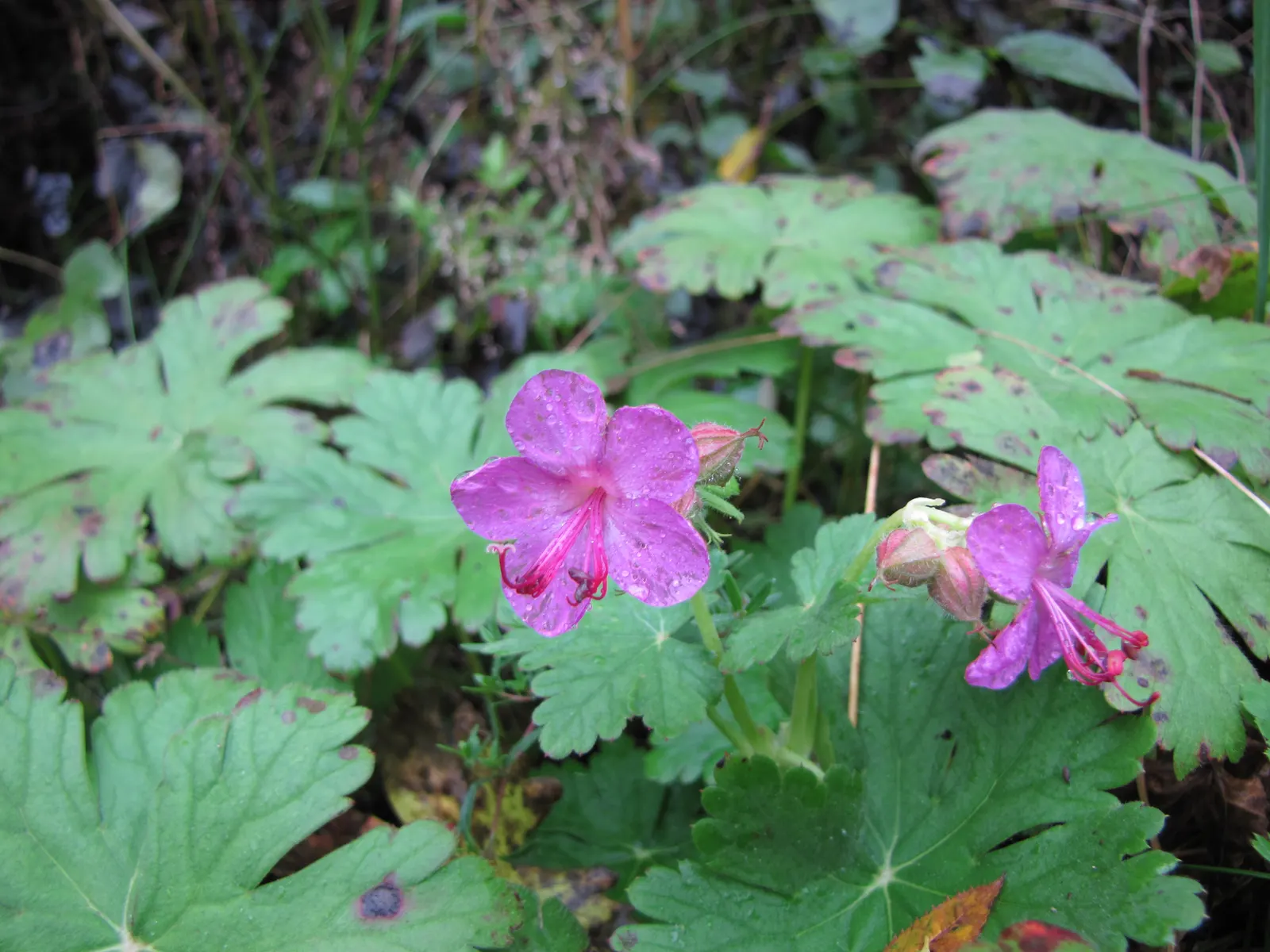 Bevan's Variety Geranium (Geranium Macrorrhizum 'Bevan's Variety') — purple flowers in the garden