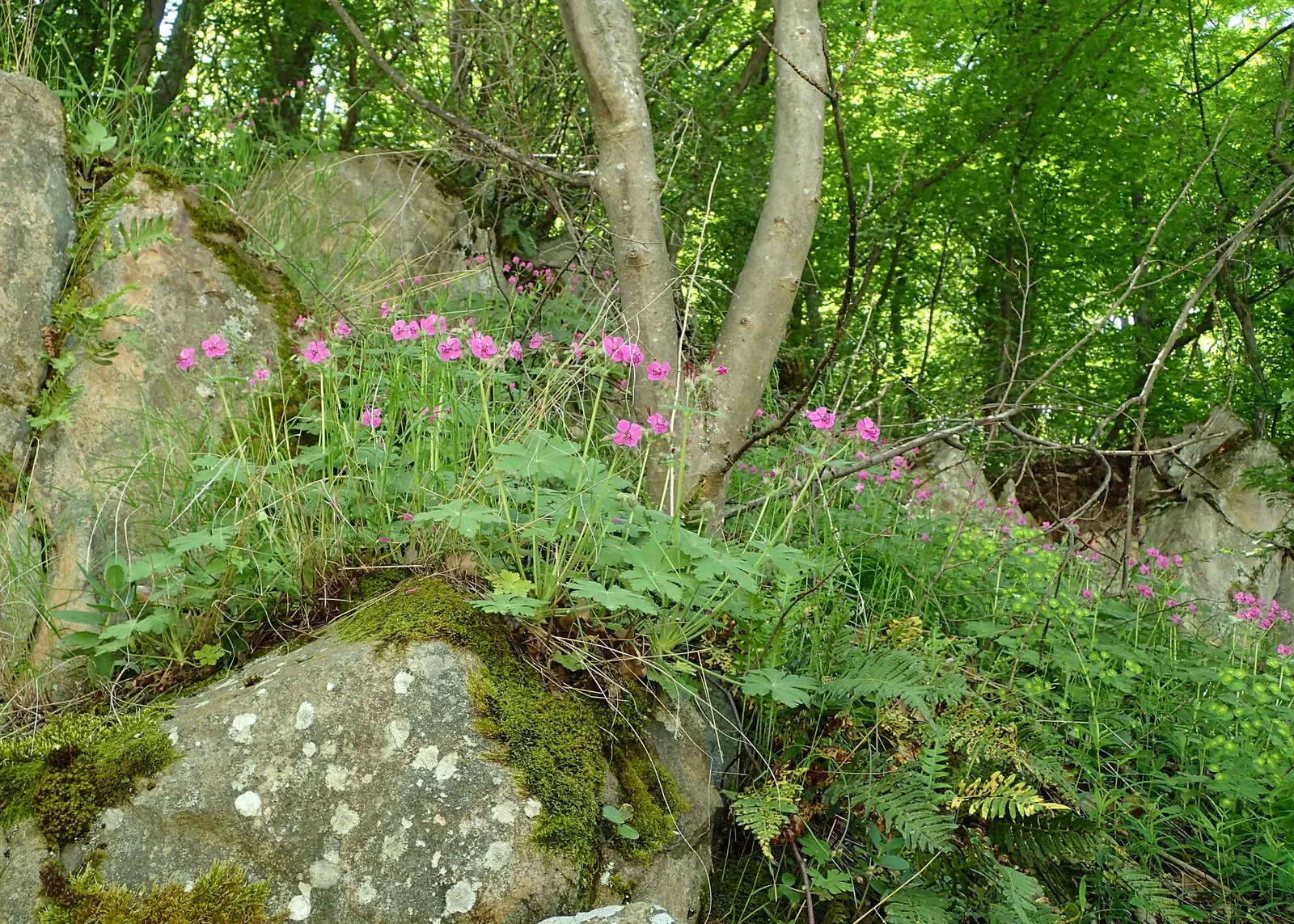 Bevan's Variety Geranium (Geranium Macrorrhizum 'Bevan's Variety') — its aromatic leaves can deter deer and other herbivores