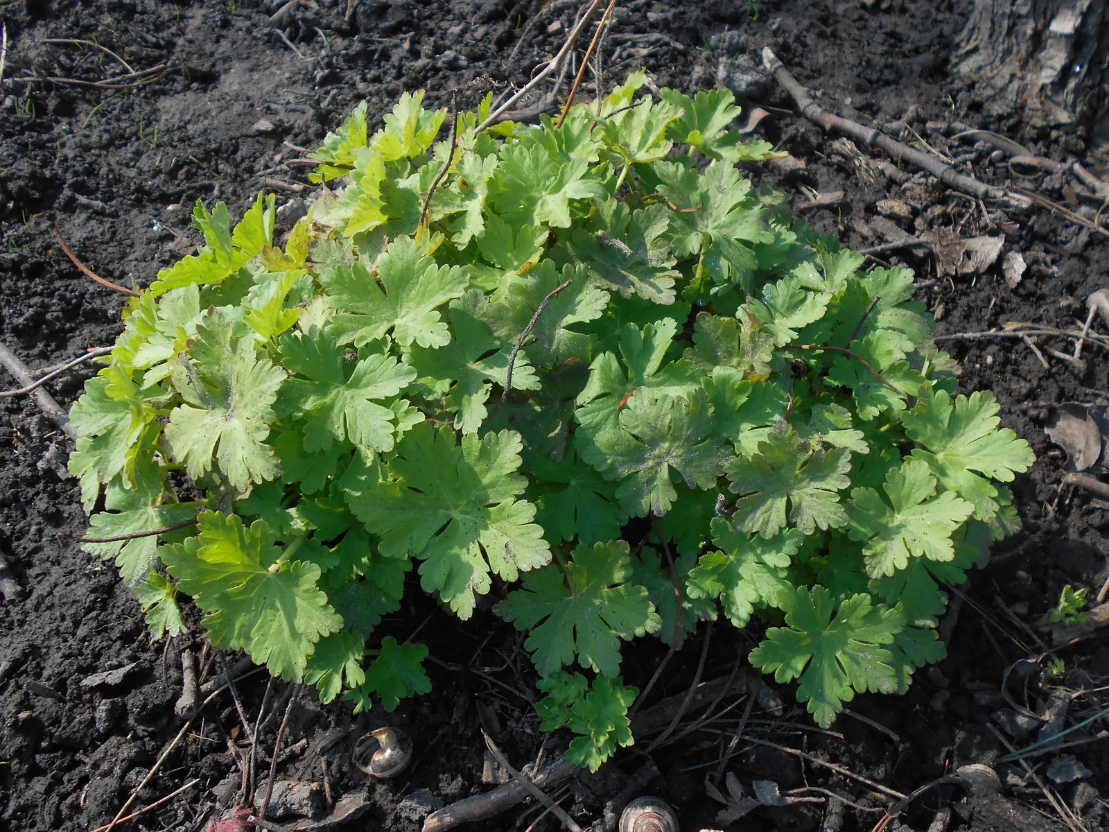 Bevan's Variety Geranium (Geranium Macrorrhizum 'Bevan's Variety') — These blossoms stand on slender stems