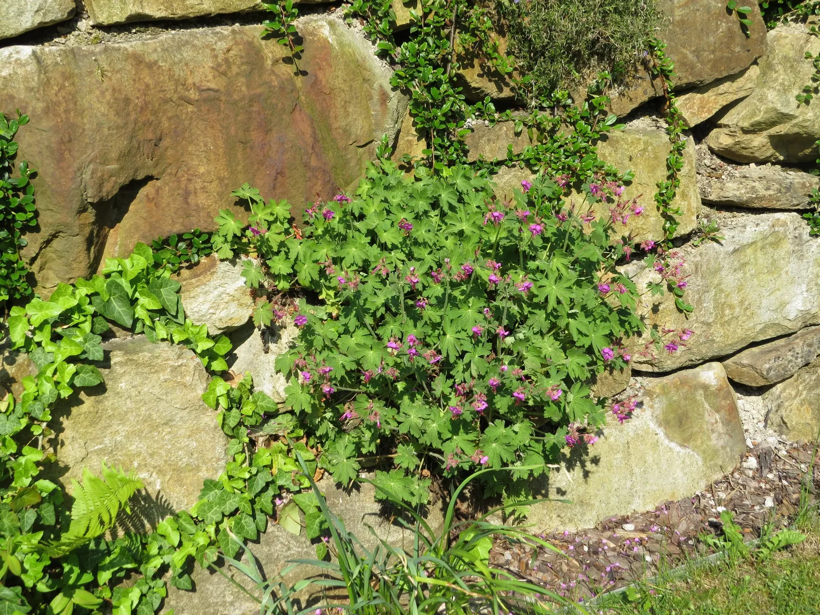 Bevan's Variety Geranium (Geranium Macrorrhizum 'Bevan's Variety') — each with five rounded petals; contributing to its appeal in a residential, image 63
