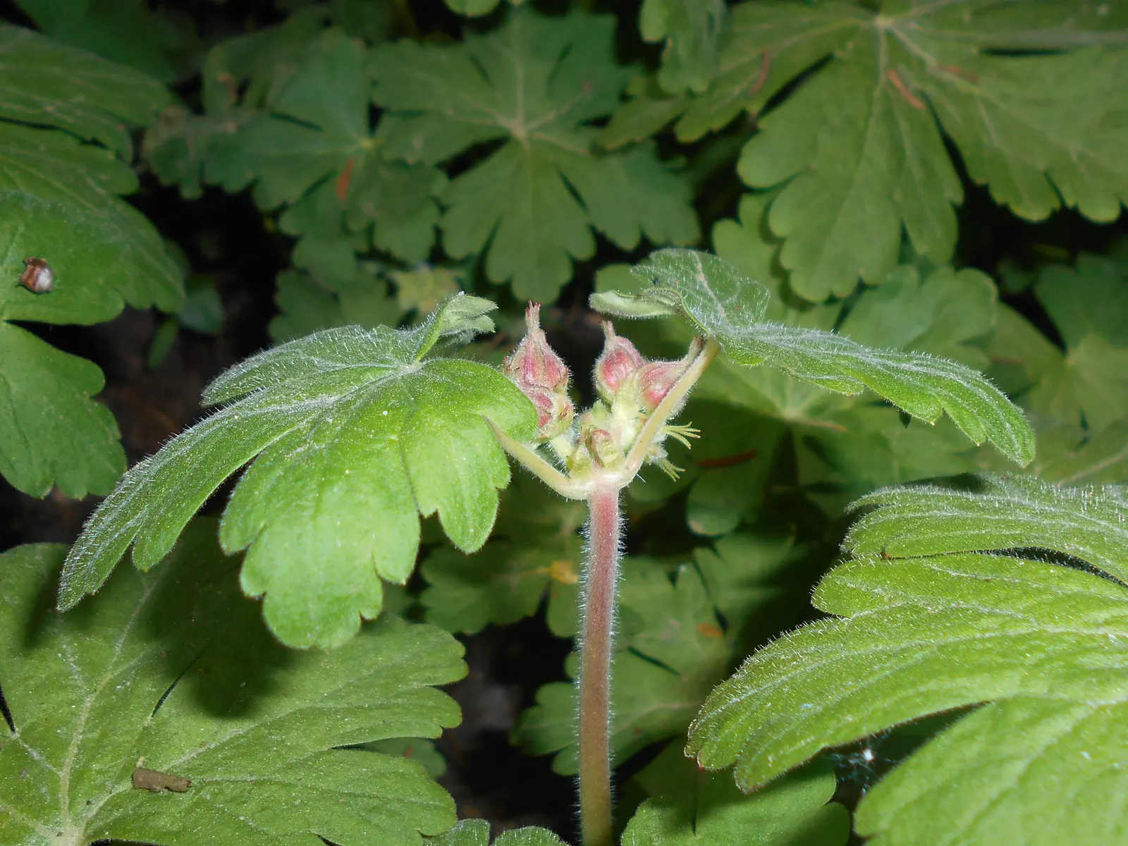 Bevan's Variety Geranium (Geranium Macrorrhizum 'Bevan's Variety') — commonly referred to as Bevan's Variety Geranium; these blossoms stand on, image 58