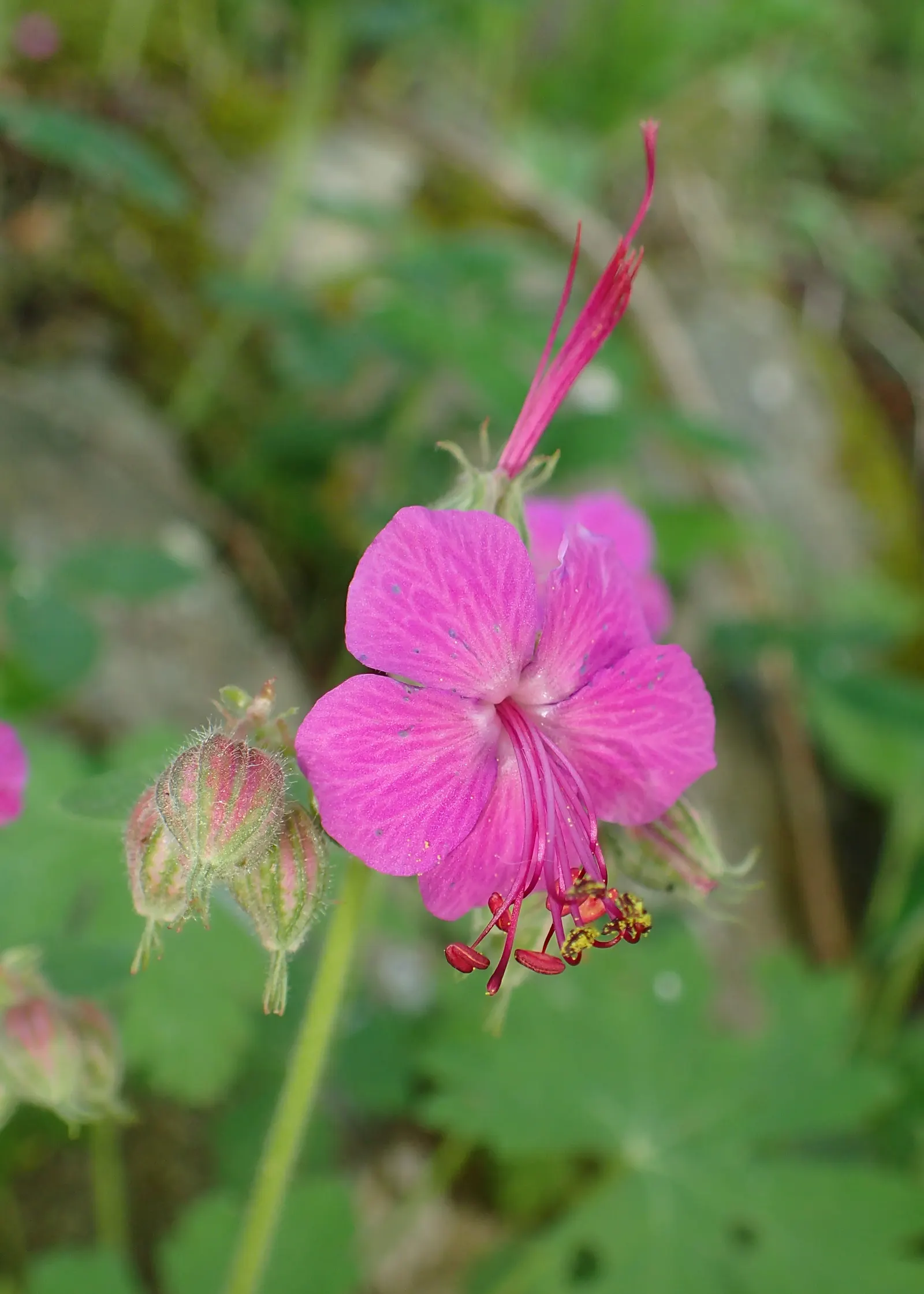 Bevan's Variety Geranium (Geranium Macrorrhizum 'Bevan's Variety') — making it suitable for rock gardens; and groundcover applications.<br><br>Easy, image 70