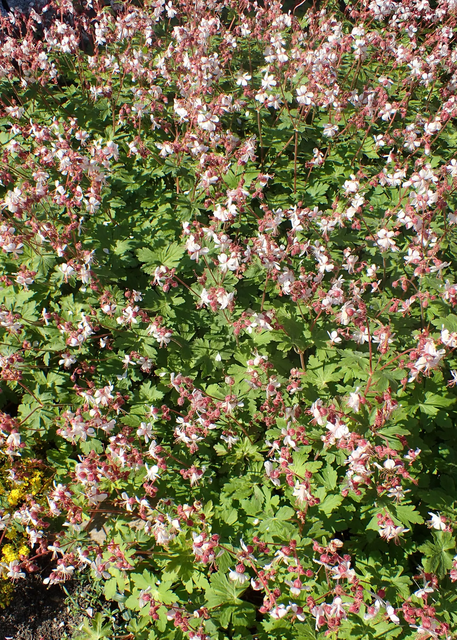 Bevan's Variety Geranium (Geranium Macrorrhizum 'Bevan's Variety') — attracting pollinators like bees and butterflies to the garden.<br><br>Adaptable to a
