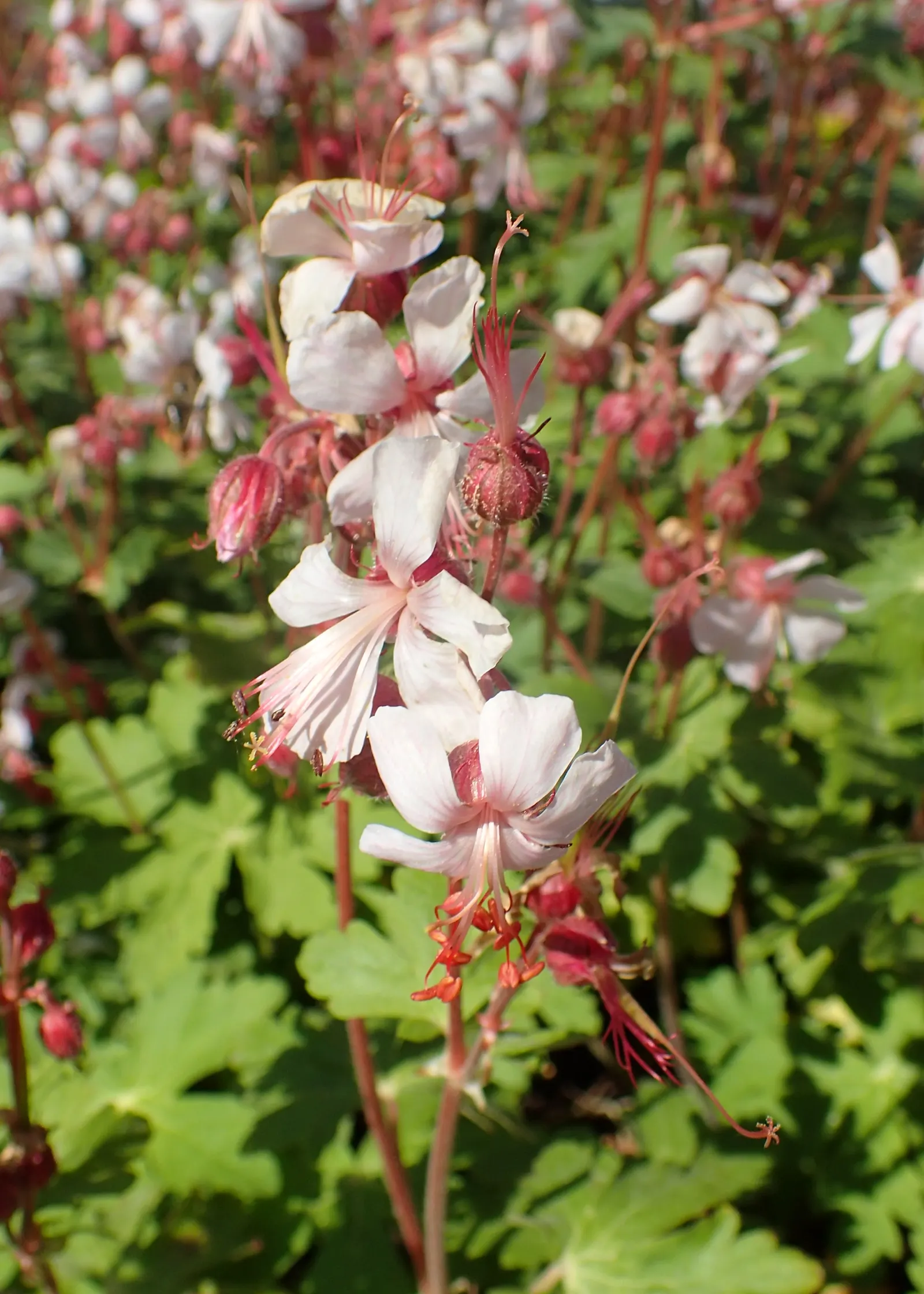 Bevan's Variety Geranium (Geranium Macrorrhizum 'Bevan's Variety') — offers attractive deep magenta flowers atop aromatic foliage; hardy in zones 4-8, it