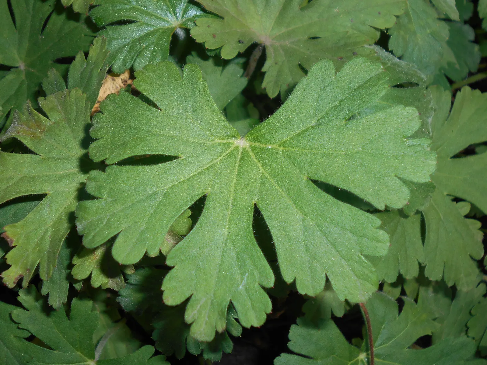 Bevan's Variety Geranium (Geranium Macrorrhizum 'Bevan's Variety') — the Bevan's Variety showcases its vibrant magenta-pink flowers; attracting, image 62