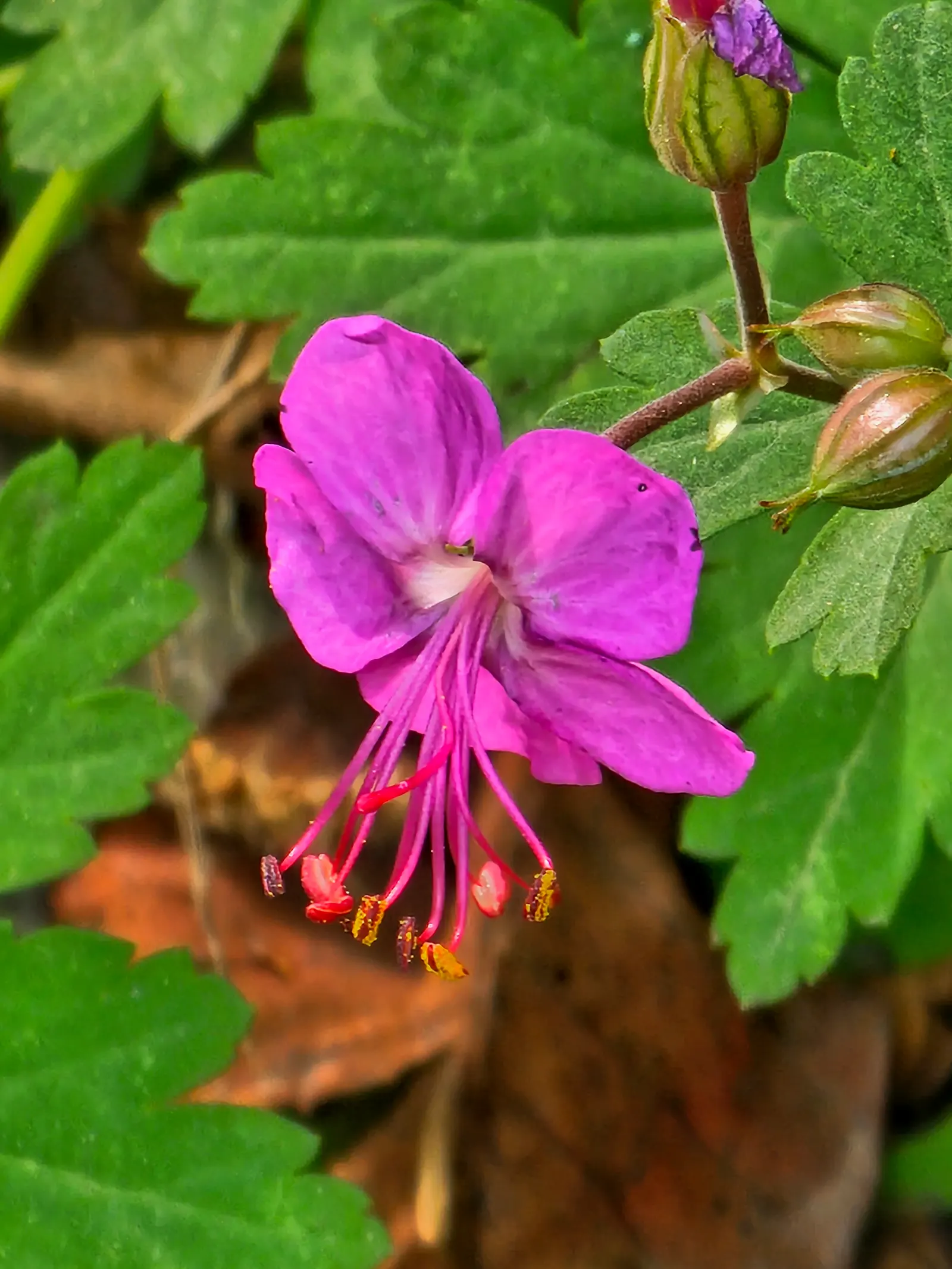 Bevan's Variety Geranium (Geranium Macrorrhizum 'Bevan's Variety') — and groundcover applications.<br><br>Easy to propagate by division; ground, image 71