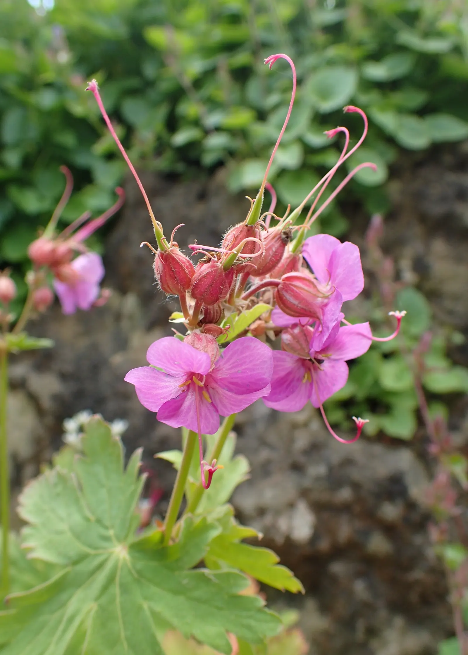 Bevan's Variety Geranium (Geranium Macrorrhizum 'Bevan's Variety') — It typically reaches 12-18 inches in height and spreads 18-24 inches, suitable for ground