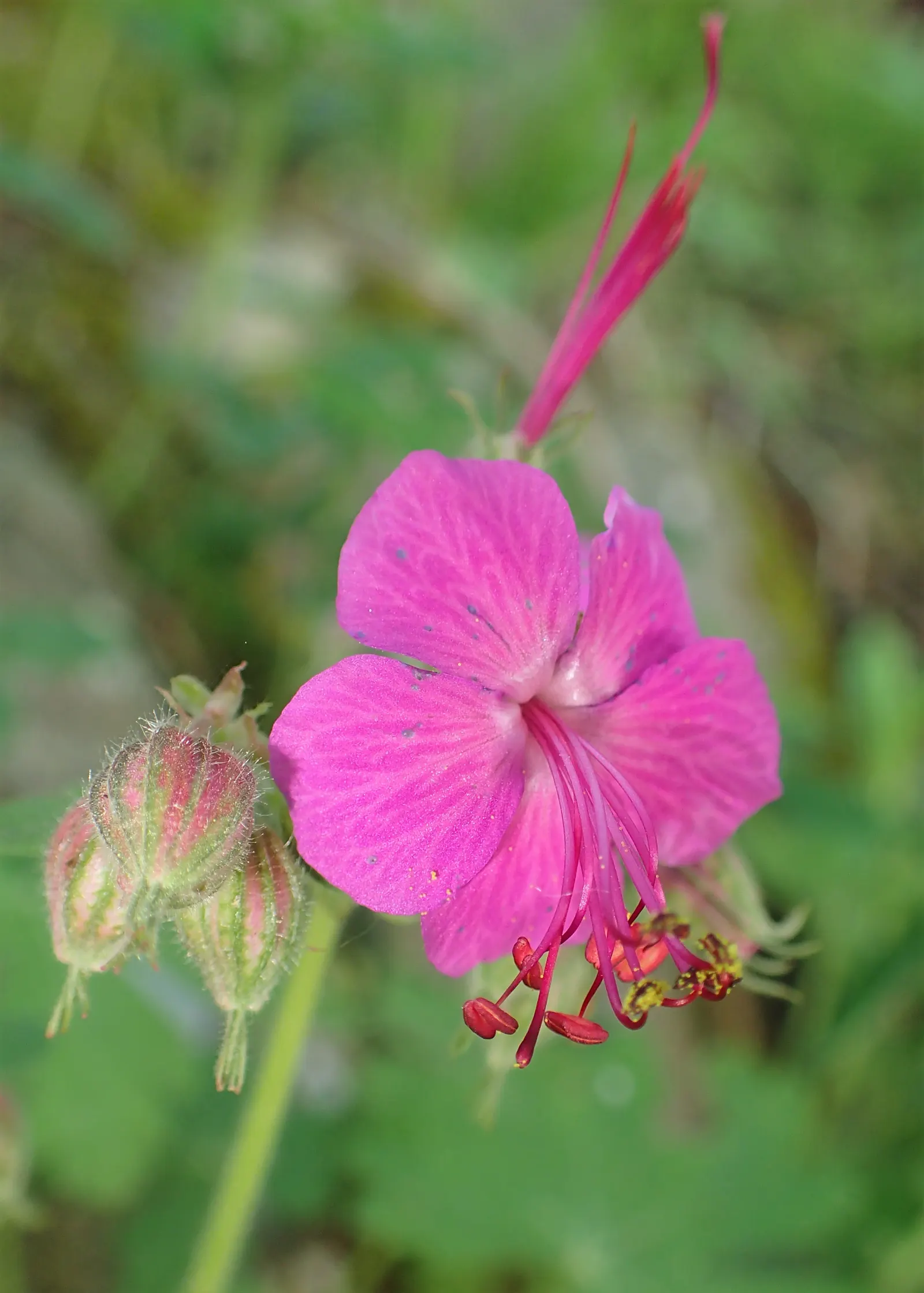 Bevan's Variety Geranium (Geranium Macrorrhizum 'Bevan's Variety') — typically reaching heights of 12 to 18 inches with a similar spread.<br><br>In, image 35