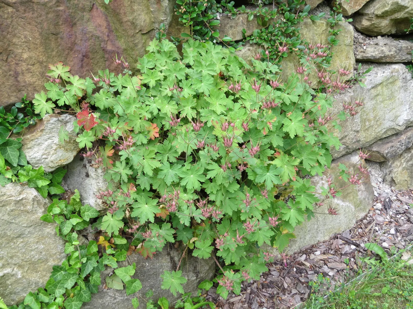 Bevan's Variety Geranium (Geranium Macrorrhizum 'Bevan's Variety') — rising just above the foliage to a height of around 15 to 20 inches, image 66