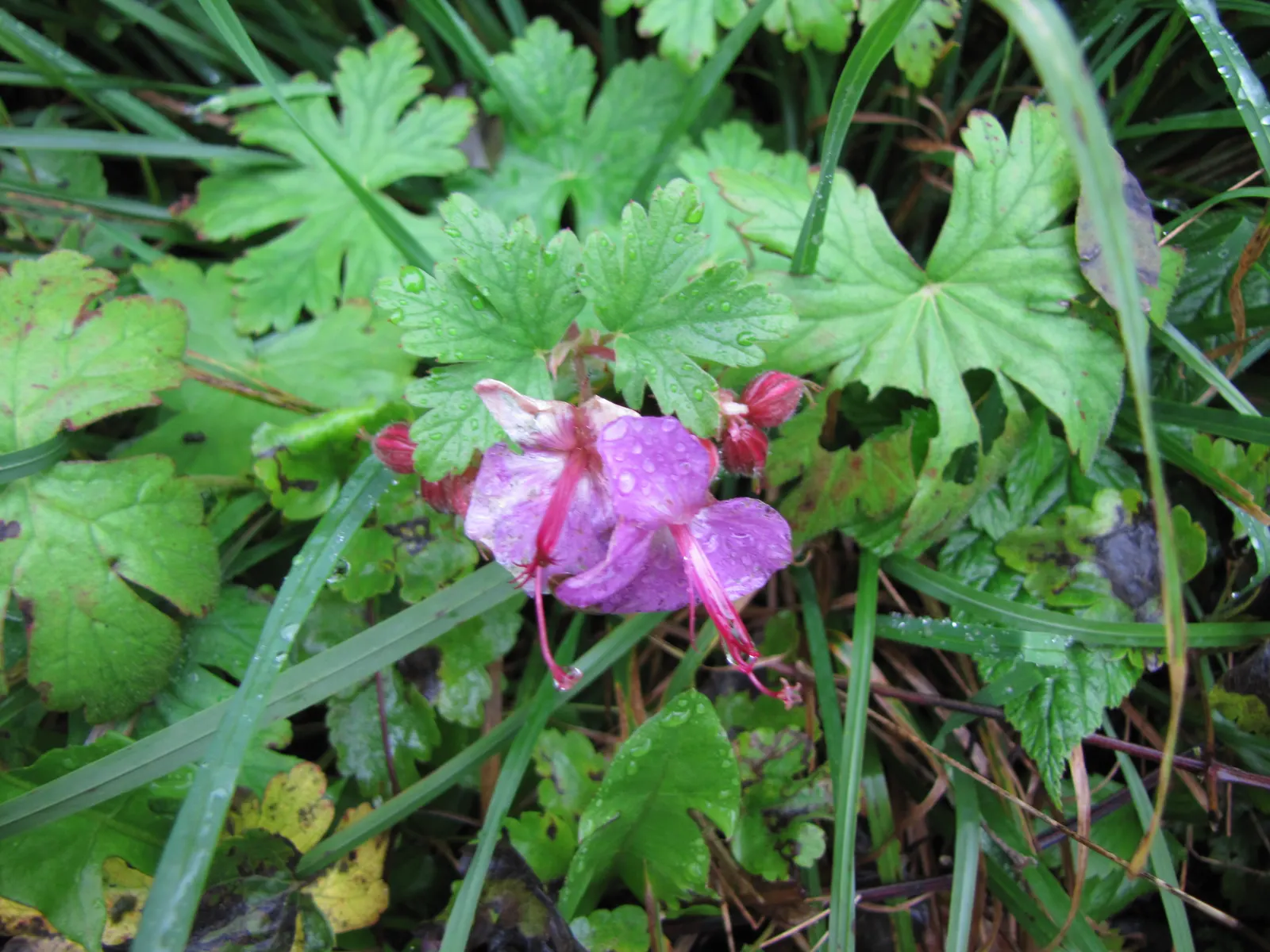 Bevan's Variety Geranium (Geranium Macrorrhizum 'Bevan's Variety') — rising just above the foliage to a height of around 15 to 20 inches; well-drained soil and