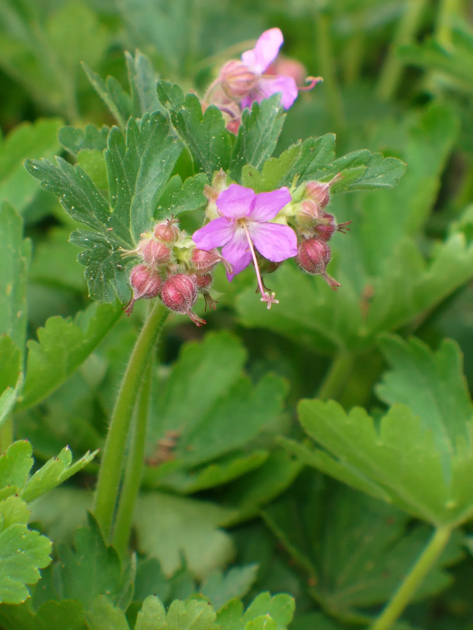 Bevan's Variety Geranium (Geranium Macrorrhizum 'Bevan's Variety') — It excels in moderately fertile