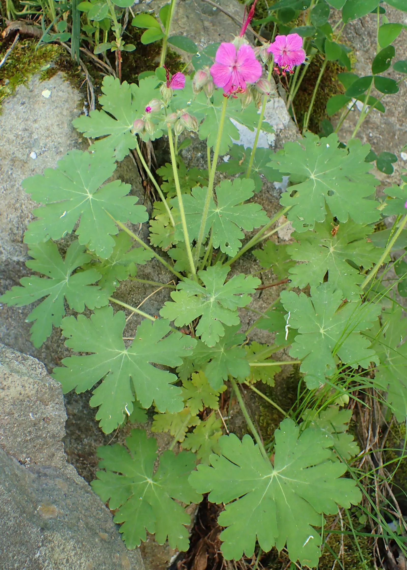 Bevan's Variety Geranium (Geranium Macrorrhizum 'Bevan's Variety') — with a bloom span of late spring to early summer; each with five rounded petals, image 54