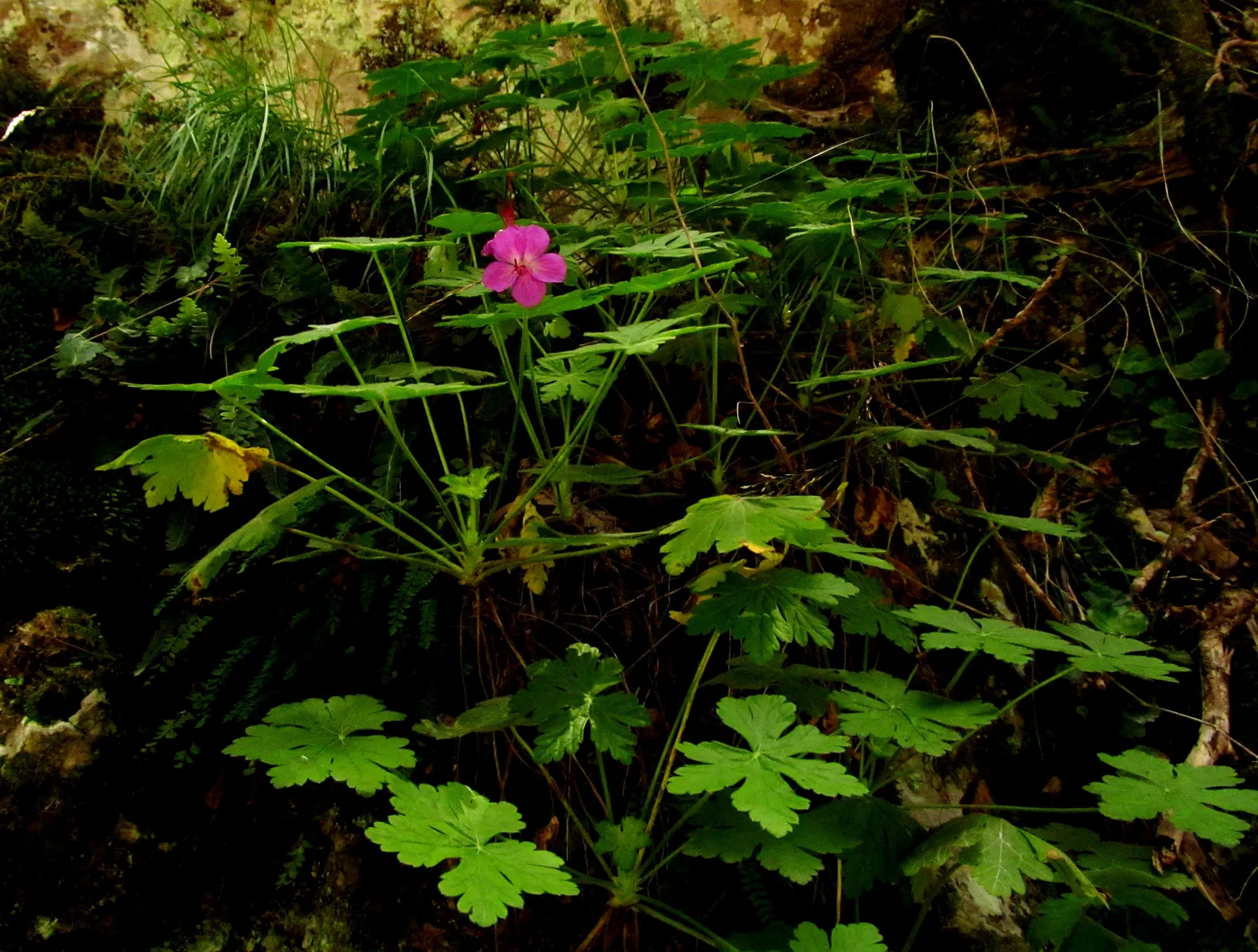 Bevan's Variety Geranium (Geranium Macrorrhizum 'Bevan's Variety') — It excels in moderately fertile; low maintenance, it's ideal for borders or, image 68