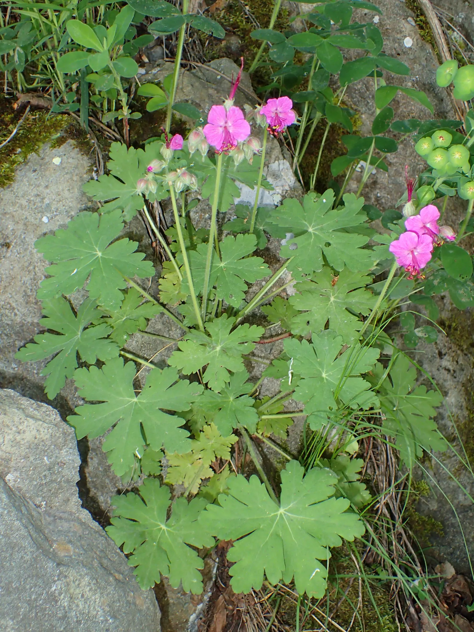 Bevan's Variety Geranium (Geranium Macrorrhizum 'Bevan's Variety') — Low maintenance, it's ideal for borders or rock gardens and is deer resistant, image 57