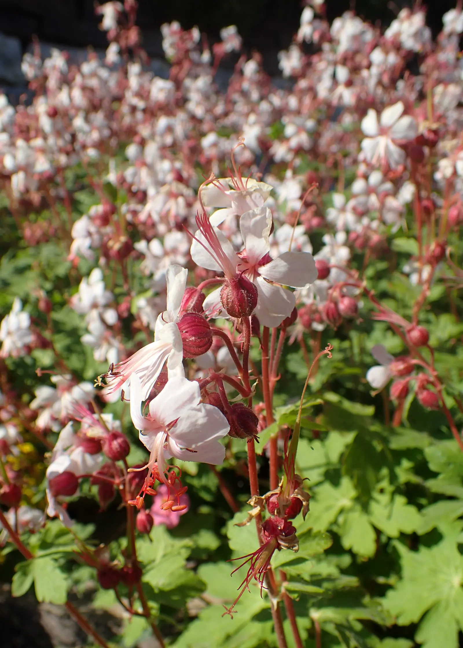 Bevan's Variety Geranium (Geranium Macrorrhizum 'Bevan's Variety') — lobed foliage which grows densely into a lush
