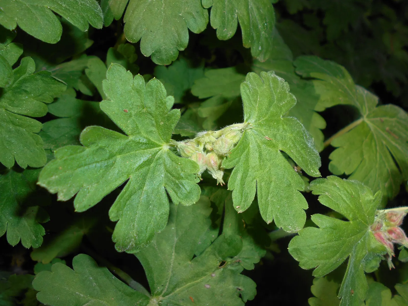 Bevan's Variety Geranium (Geranium Macrorrhizum 'Bevan's Variety') — well-drained soil and exhibits excellent drought resistance once established; creating a