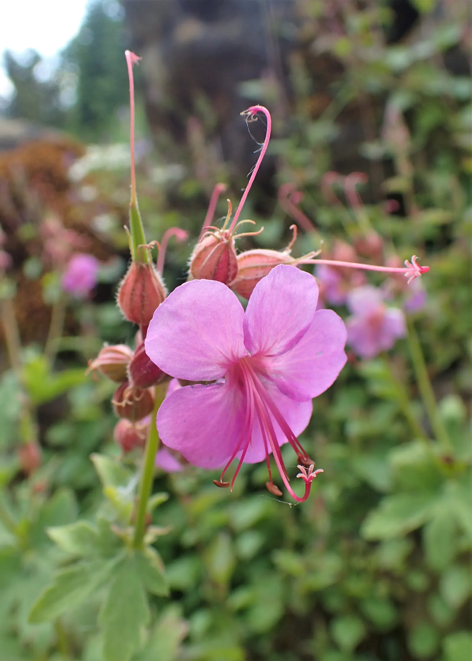 Bevan's Variety Geranium (Geranium Macrorrhizum 'Bevan's Variety') — It typically reaches 12-18 inches in height and spreads 18-24 inches, suitable, image 29