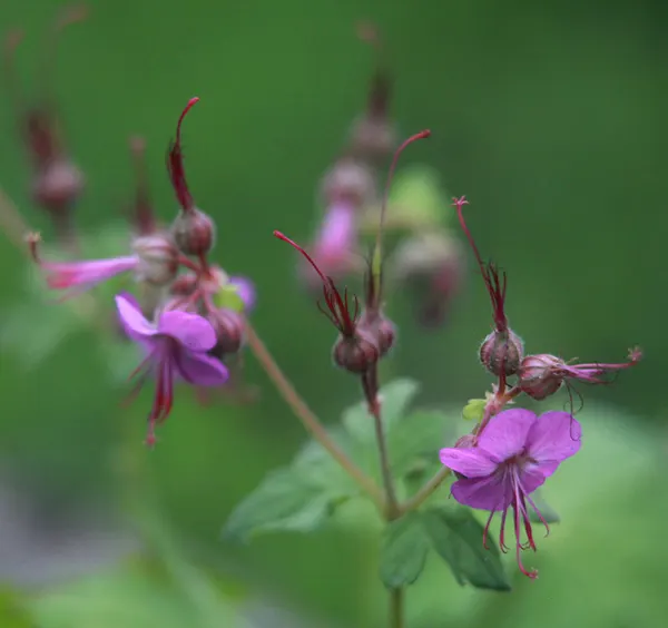 Bevan's Variety Geranium (Geranium Macrorrhizum 'Bevan's Variety') — This cultivar is celebrated for its aromatic; the Bevan's Variety can, image 59