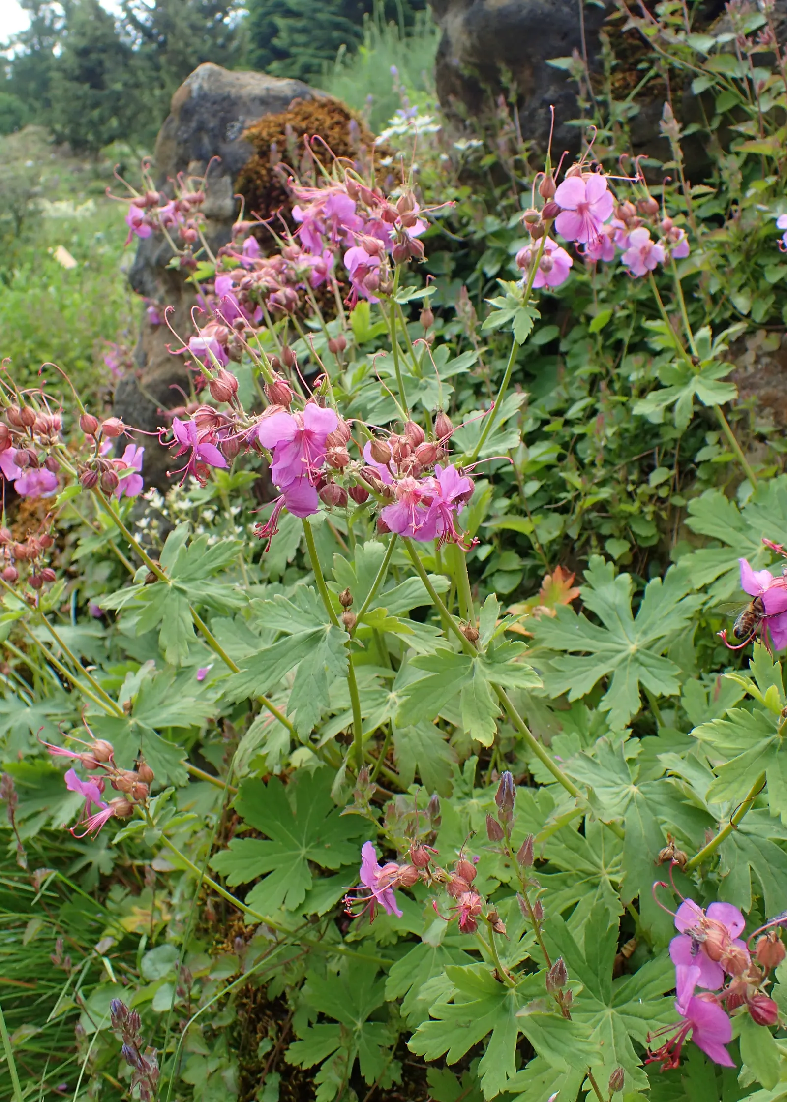 Bevan's Variety Geranium (Geranium Macrorrhizum 'Bevan's Variety') — Low maintenance, it's ideal for borders or rock gardens and is deer resistant