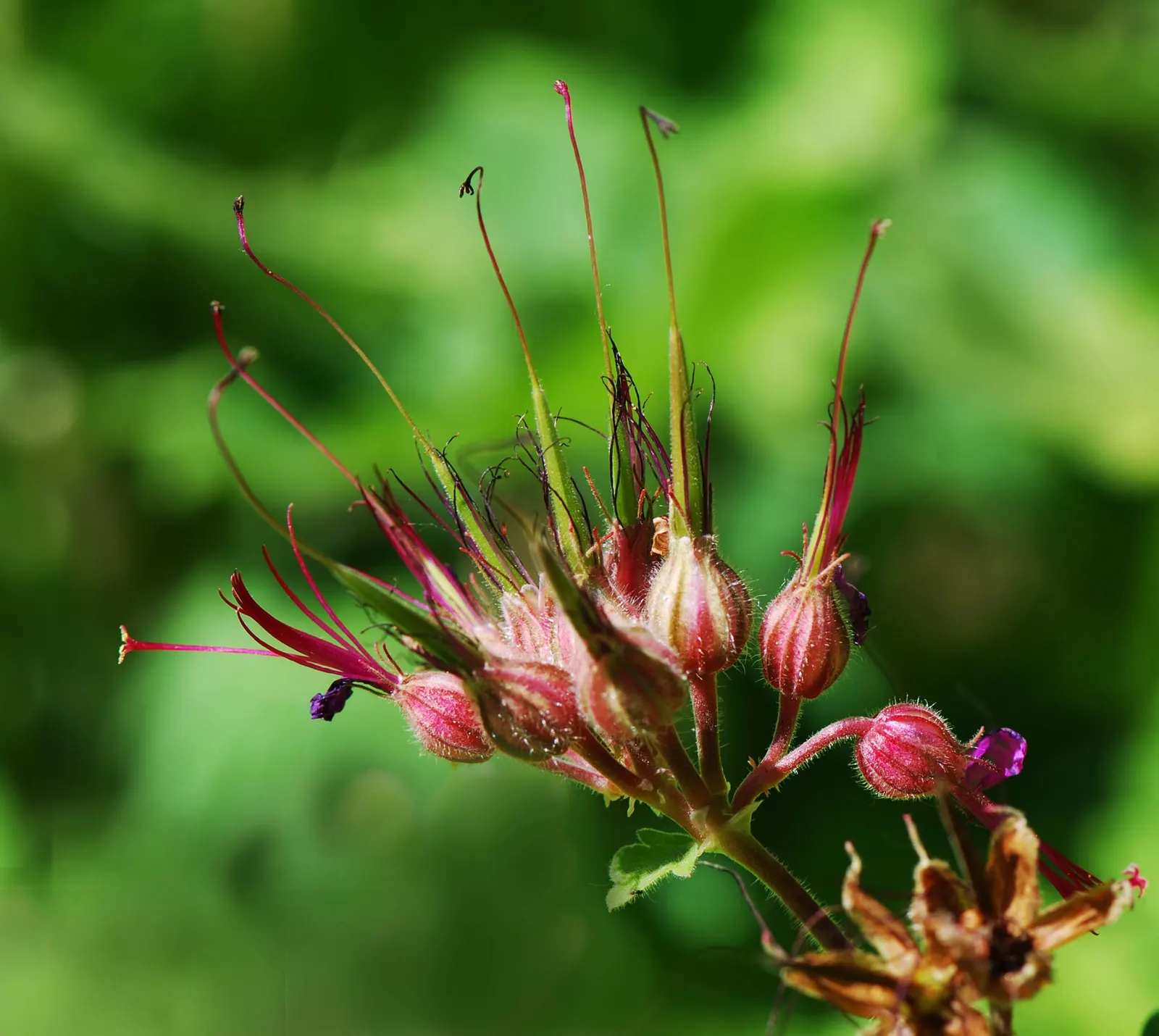 Bevan's Variety Geranium (Geranium Macrorrhizum 'Bevan's Variety') — attracting pollinators like bees and butterflies to the, image 67