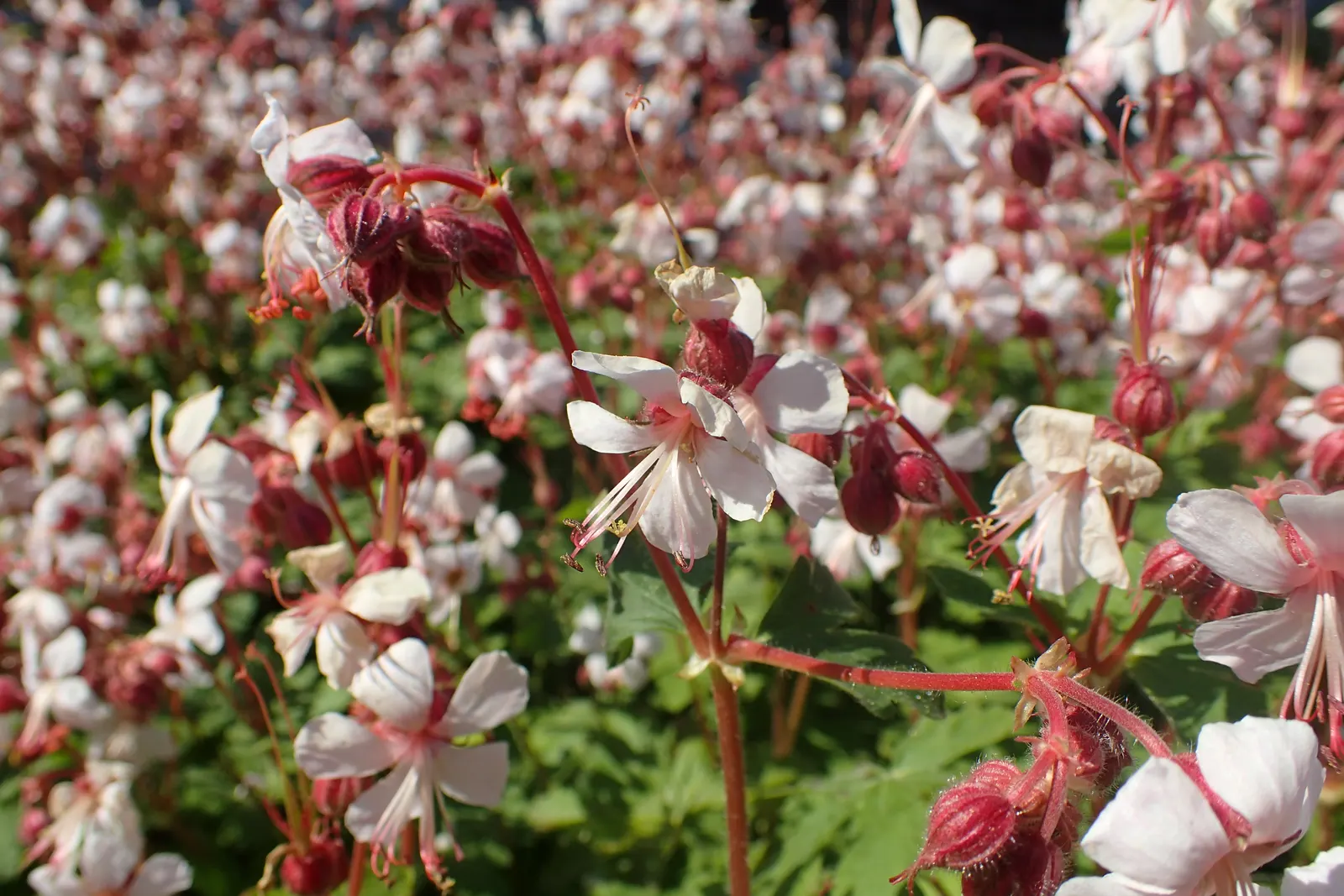 Bevan's Variety Geranium (Geranium Macrorrhizum 'Bevan's Variety') — making it suitable for rock gardens