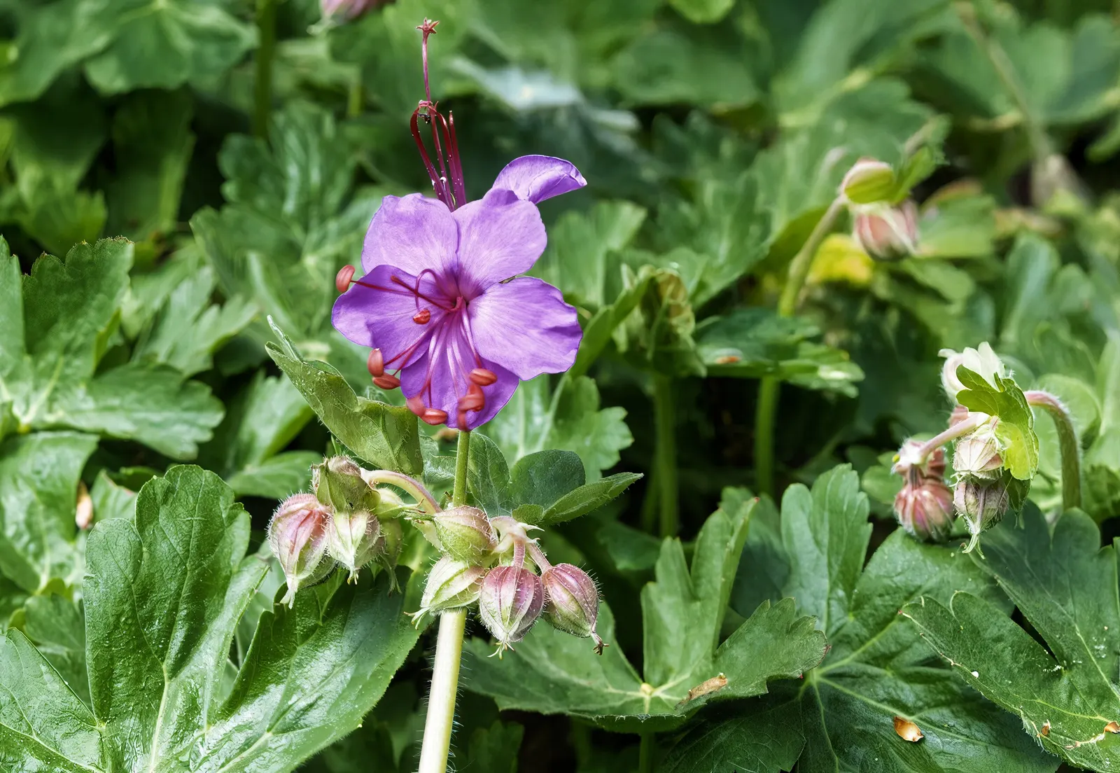 Bevan's Variety Geranium (Geranium Macrorrhizum 'Bevan's Variety') — the Bevan's Variety showcases its vibrant magenta-pink flowers