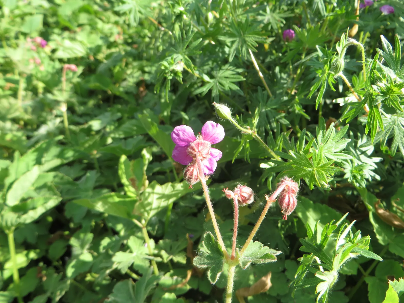 Bevan's Variety Geranium (Geranium Macrorrhizum 'Bevan's Variety') — ground cover / perennial with purple blooms; it excels in moderately fertile